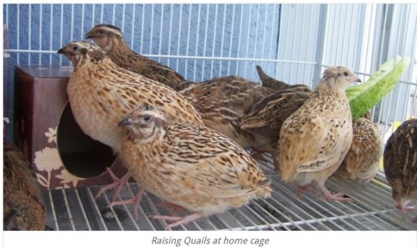 Quail Birds