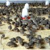 Quail Birds - Image 4