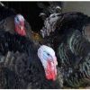Buy Turkeys - Image 2