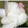 Buy Turkeys - Image 3