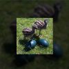 Emu Birds - Image 2