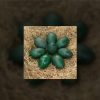 Emu Birds - Image 3