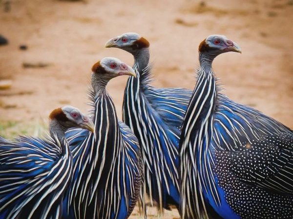 Guinea Fowl - Image 4