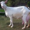 Saanen Goat