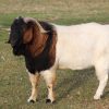 Boer Goat