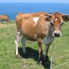 Jersey Cattle