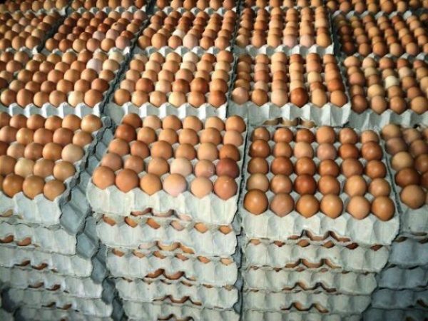 Buy Eggs - Image 2