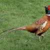 Pheasant Birds