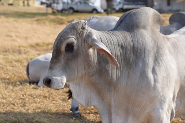 Brahman Cattle