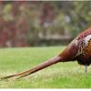 Pheasant Birds - Image 2