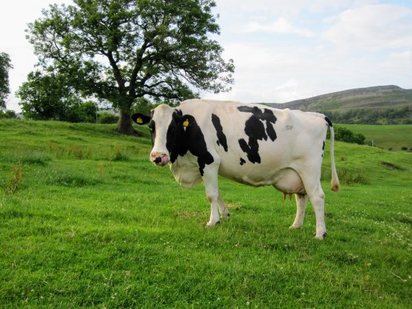 Holstein Cattle