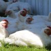 Cornish Rock Cross Chicken
