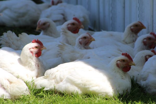 Cornish Rock Cross Chicken