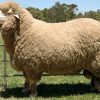 Merino Sheep