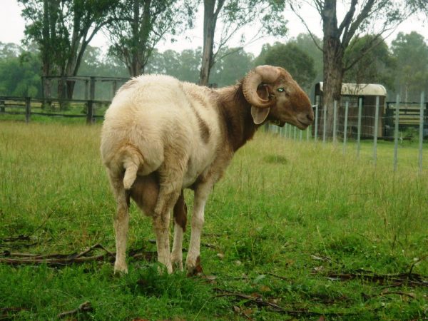 Awassi Sheep