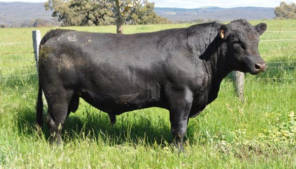 Angus Cattle