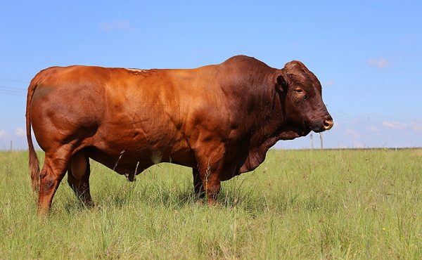 Bonsmara Cattle