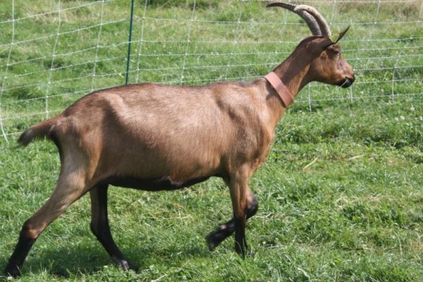 Alpine Goat