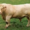 Charolais Cow