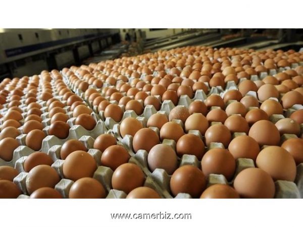 Buy Eggs - Image 4