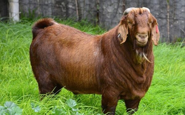 Kalahari Red Goat