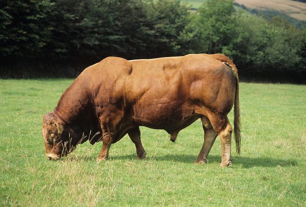 Limousin Cattle