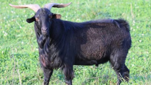 Black Spanish Goat