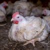 Broiler Chicken