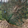 Buy Peacock