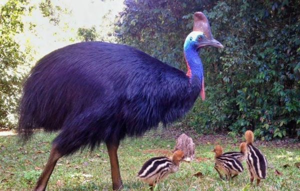 Cassowary birds and chick - Image 2