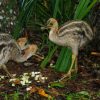 Emmu birds and ostrich - Image 2