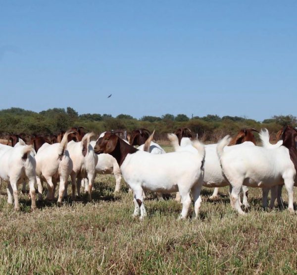 Buy Boer Goat - Image 2