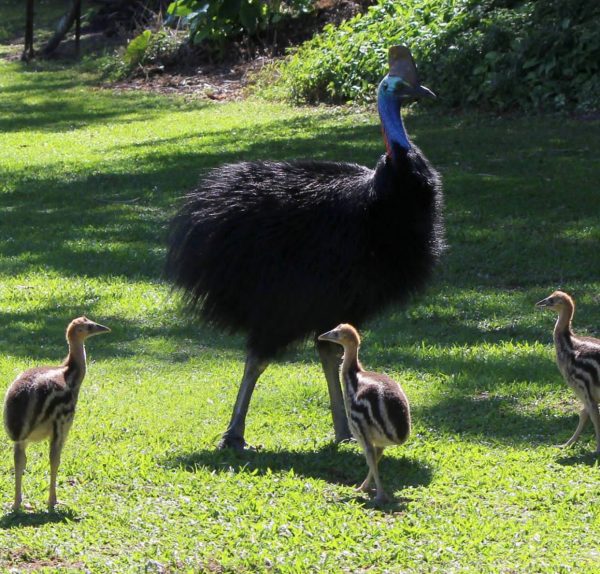 Cassowary birds and chick - Image 3