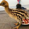 Emmu birds and ostrich - Image 3