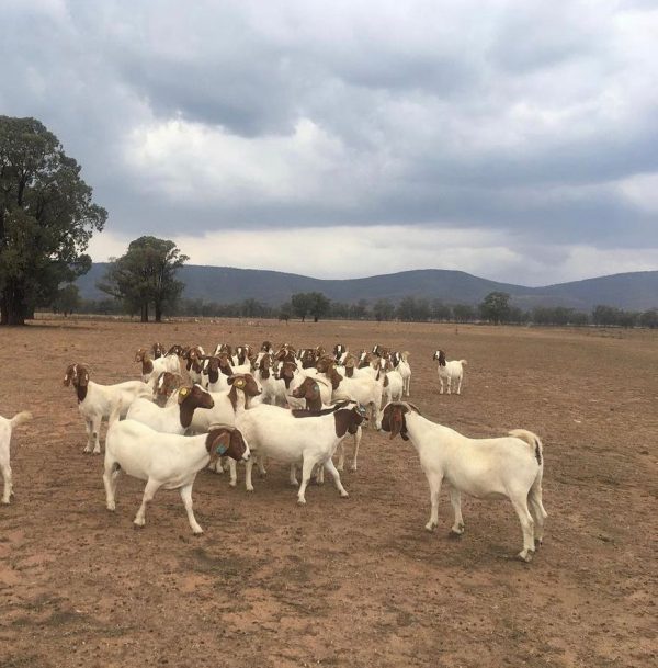 Buy Boer Goat - Image 3