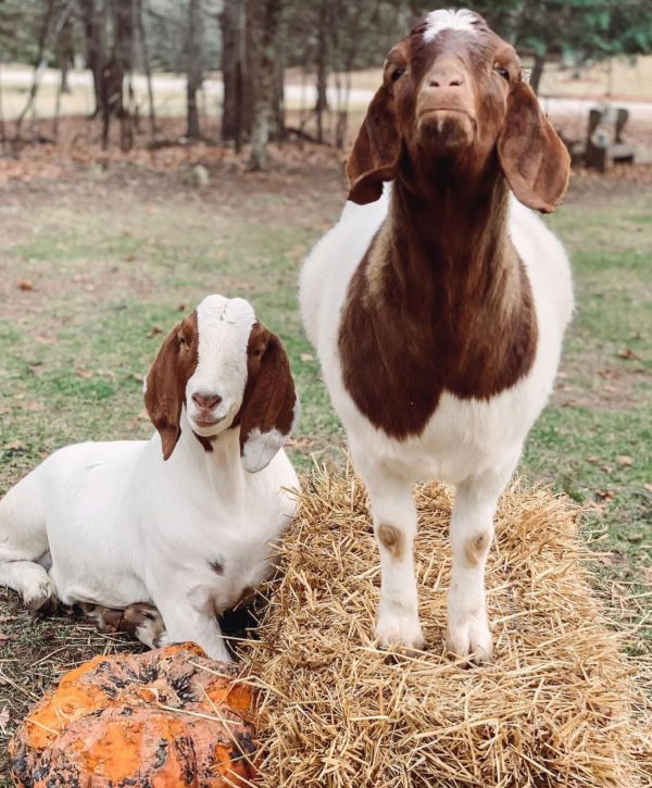 Buy Boer Goat - Image 12