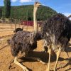 Emmu birds and ostrich - Image 11