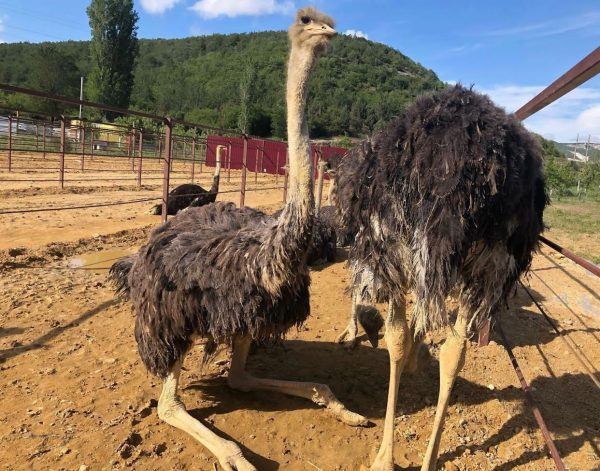 Emmu birds and ostrich - Image 11