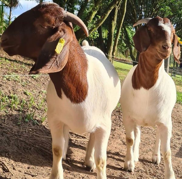 Buy Boer Goat - Image 13