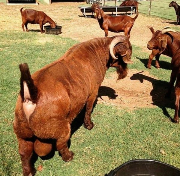 Buy Boer Goat - Image 14