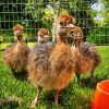 Emmu birds and ostrich - Image 15