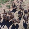 Emmu birds and ostrich - Image 18