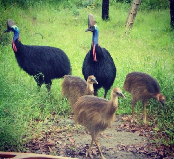 Cassowary birds and chick - Image 4