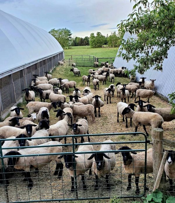 Dorset sheep - Image 4