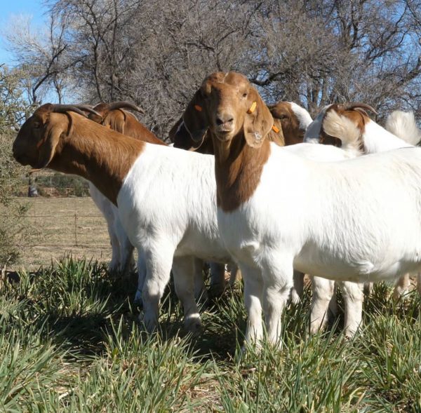 Buy Boer Goat