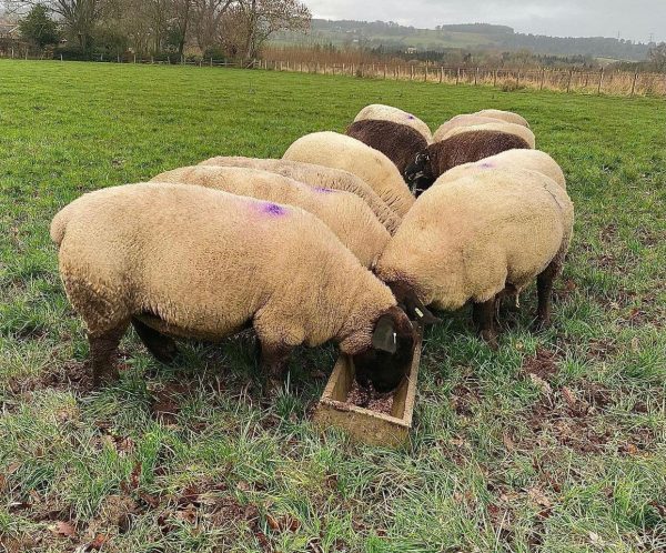 Dorset sheep - Image 5