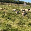 Dorper Sheep - Image 4