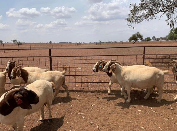 Buy Boer Goat - Image 5