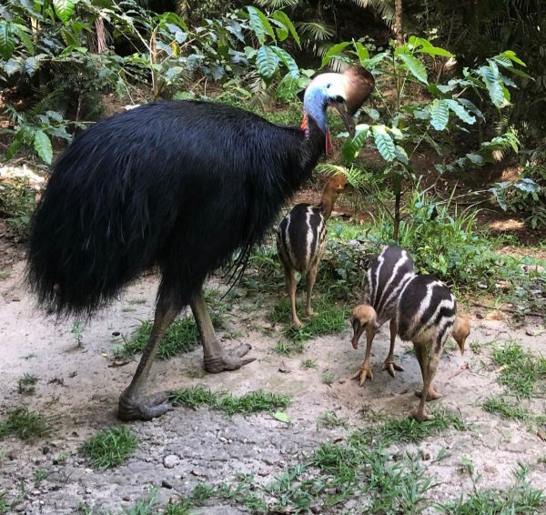 Cassowary birds and chick - Image 6