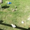 Emmu birds and ostrich - Image 5